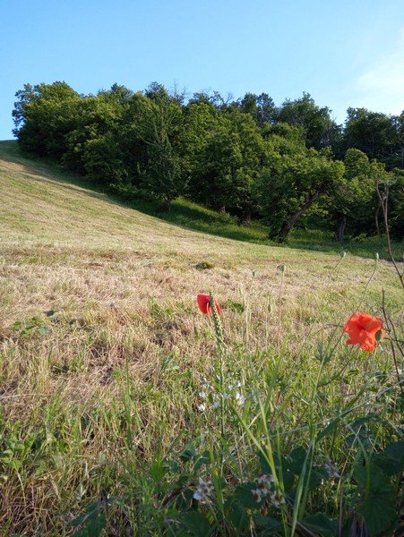 I Tesori di Monte Bibele