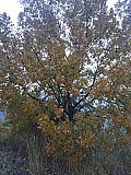 Sulle Tracce dei Brentatori