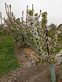 Passeggiata tra i ciliegi in fiore