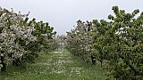 Passeggiata tra i ciliegi in fiore