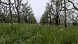 Passeggiata tra i ciliegi in fiore