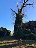 Maestri Alberi