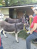 A Spasso con l'Asino