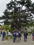 Passeggiata tra i ciliegi in fiore