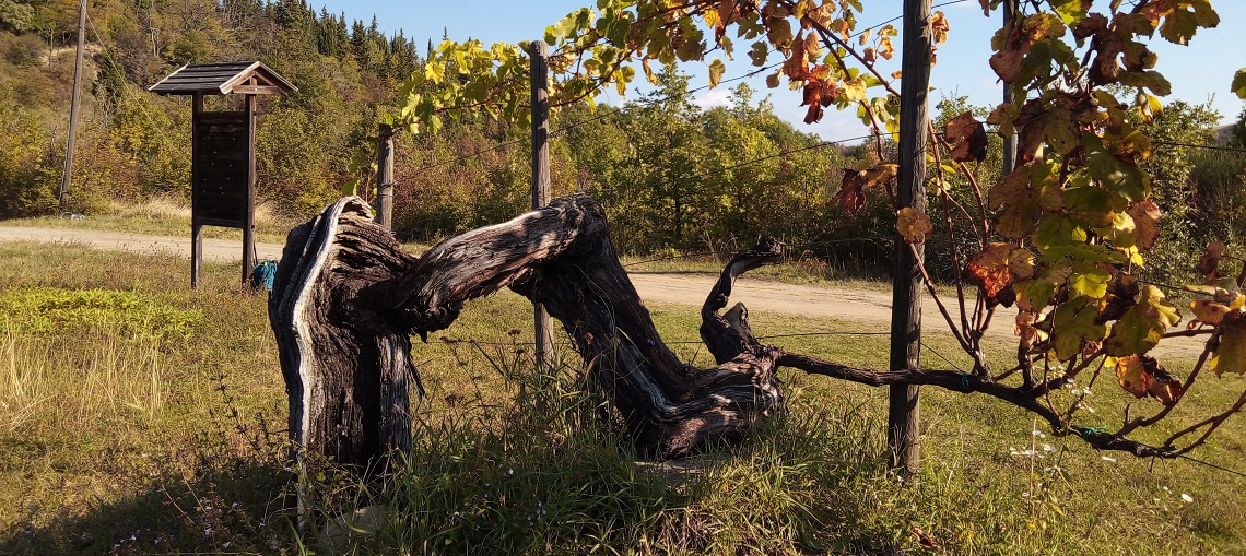 190426_Cercando_la_vecchia_signora