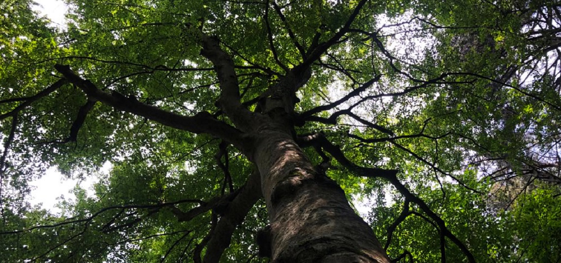 LAccoglienza_del_Bosco_-_23.7.23