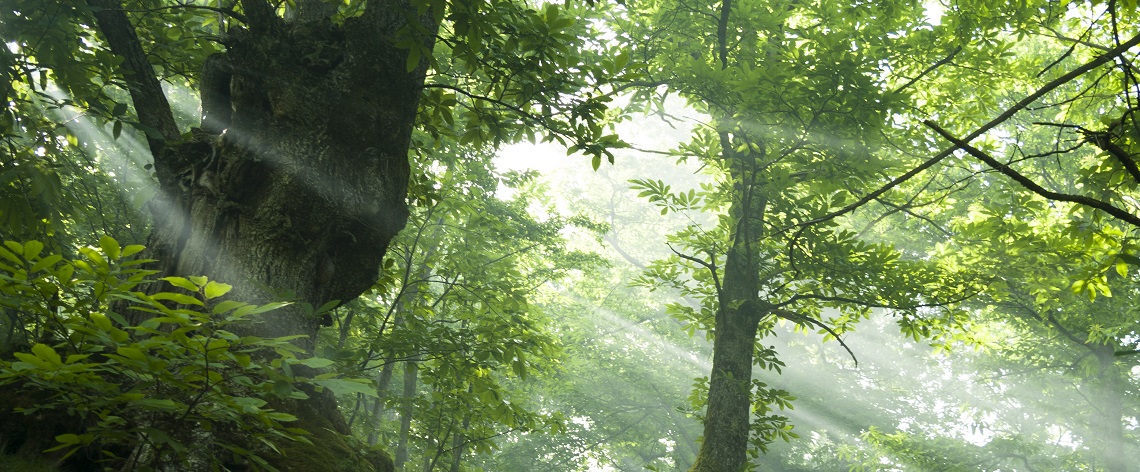 Lalbero_del_Pane_-_7625_-_Copia